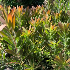 Leucadendron Safari Sunset Live Plant – 6
