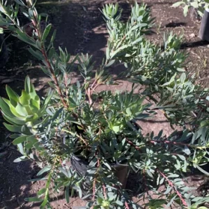 Leucadendron Salignum 'Blush' Live Plant - Red Foliage, 1 Gallon Pot - Image 1