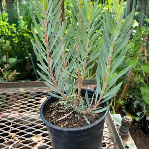 Leucadendron Salignum Golden Tulip Live Plant – 1ft Tall in 6