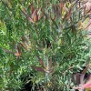 Leucadendron Salignum 'Summer Red' Live Plant - 1 Gallon Pot, 1ft Tall - Image 1