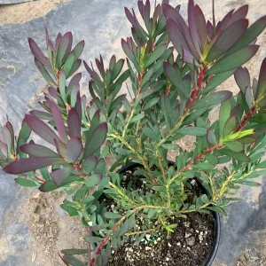Leucadendron Salignum 'Winter Red' Live Plant - 6