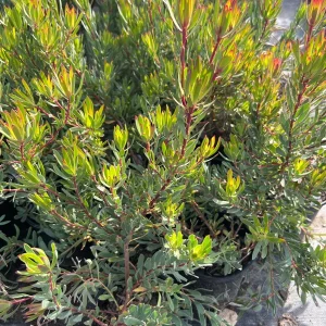 Leucadendron Strawberry Blonde Live Plant – 6 inch Pot – Outdoor Shrub - Image 3