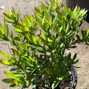 Leucadendron Wilson's Wonder Live Plant – 1 Gallon Pot for Outdoor Gardens - Image 2