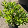 Leucadendron Wilson's Wonder Live Plant – 1 Gallon Pot for Outdoor Gardens - Image 1