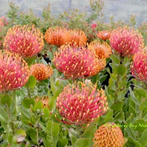 Leucospermum Patersonii Brothers Live Plant – 3 Gallon Pot – Orange Pincushion Flowers - Image 1