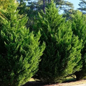 Leyland Cypress Live Plant - 6-12 in Tall, 2.5 in Pot, Outdoor Evergreen for Privacy - Image 2