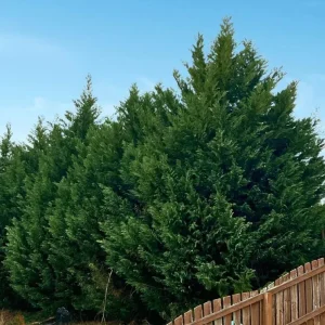Leyland Cypress Live Plant - 6-12 in Tall, 2.5 in Pot, Outdoor Evergreen for Privacy - Image 4