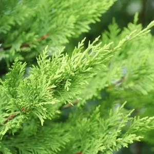 Leyland Cypress Live Plant - 6-12 in Tall, 2.5 in Pot, Outdoor Evergreen for Privacy - Image 6