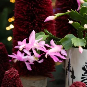 Light Pink Christmas Cactus Live Plant 4-6