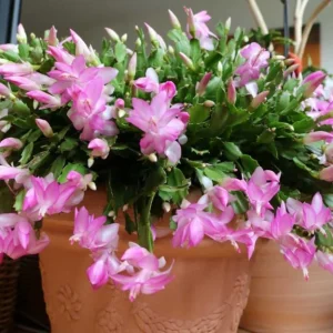 Light Pink Christmas Cactus Live Plant 4-6
