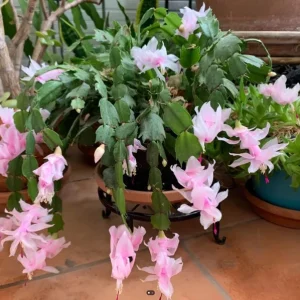 Light Pink Christmas Cactus Live Plant 4-6