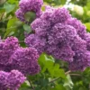 Lilac Live Bush - Fragrant Purple Flowers - Outdoor Shrub - Seedling - Image 1