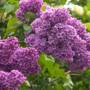 Lilac Live Bush - Fragrant Purple Flowers - Outdoor Shrub - Seedling - Image 1