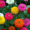 Lilliput Zinnia Seeds Mix - Zinnia Elegans Flower Seeds - Non-GMO Colorful Outdoor - Image 1