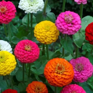Lilliput Zinnia Seeds Mix - Zinnia Elegans Flower Seeds - Non-GMO Colorful Outdoor - Image 1
