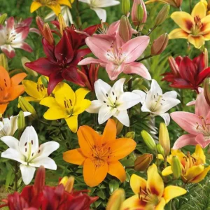 Lily Flower Bulbs Mix - 7 Bulbs, Oriental, Asiatic, Trumpet Varieties - Image 11