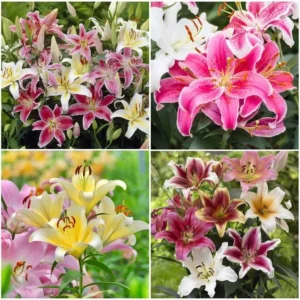 Lily Flower Bulbs Mix - 7 Bulbs, Oriental, Asiatic, Trumpet Varieties - Image 6