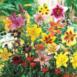 Lily Flower Bulbs Mix - 7 Bulbs, Oriental, Asiatic, Trumpet Varieties - Image 9