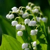 Lily of the Valley Bulbs - Fragrant White Flowers - Zone 3-7 - Pack of 3 - Image 1