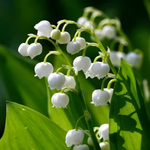Lily of the Valley Bulbs - Fragrant White Flowers - Zone 3-7 - Pack of 3 - Image 1