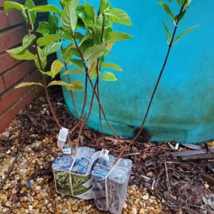 Lime Hydrangea Live Plant – Panicle Shrub in Quart Pot – 6-12 inches Tall – Outdoor - Image 4