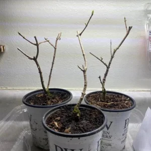 Lime Hydrangea Live Plant – Panicle Shrub in Quart Pot – 6-12 inches Tall – Outdoor - Image 5