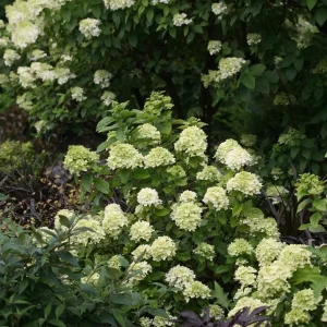 Lime Hydrangea Live Plant – Panicle Shrub in Quart Pot – 6-12 inches Tall – Outdoor - Image 8