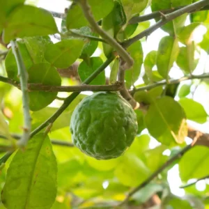 Lime Tree Live Plant - 3 ft Tall Citrus Fruit Tree, 5 Gallon Pot, Indoor/Outdoor - Image 3