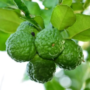 Lime Tree Live Plant - 3 ft Tall Citrus Fruit Tree, 5 Gallon Pot, Indoor/Outdoor - Image 4