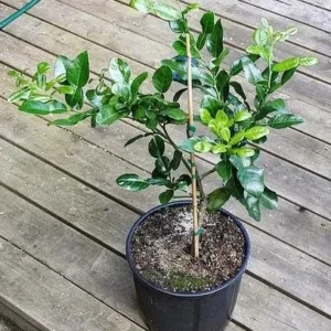 Lime Tree Live Plant - 3 ft Tall Citrus Fruit Tree, 5 Gallon Pot, Indoor/Outdoor - Image 5