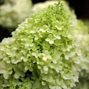 Limelight Hydrangea Bare Root Plug - Cold Hardy Shrub - Green to Pink Blooms - Image 4