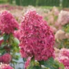 Limelight Prime Hydrangea Shrub Live Plant 8-14" Tall - Panicle Flowering Bush Outdoor Zone 3-8 - Image 1