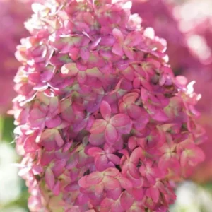 Limelight Prime Hydrangea Shrub Live Plant 8-14