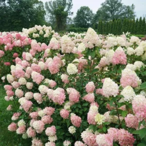 Limelight Prime Hydrangea Shrub Live Plant 8-14