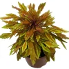Lion's Mane Coleus Live Plant - Fiery Copper Foliage - 3.7" Pot - Indoor/Outdoor - Image 1