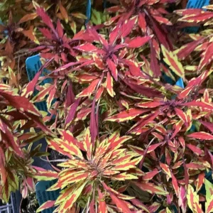 Lion's Mane Mini Copper Plant - Solenostemon Coleus Live Plant - 2.5