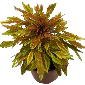 Lion's Mane Mini Copper Plant - Solenostemon Coleus Live Plant - 2.5