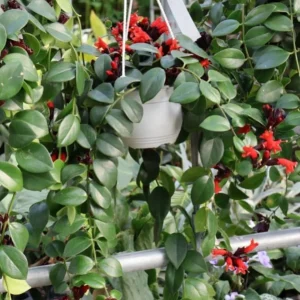 Lipstick Plant Mona Lisa Live Plant - 4-6