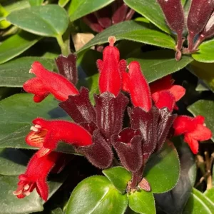 Lipstick Plant Mona Lisa Live Plant - 4-6