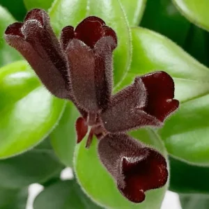 Lipstick Plant Mona Lisa Live Plant - 4-6