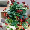 Lipstick Plant Mona Lisa Live Plant - 4-6" Tall, 4" Pot, Trailing Houseplant - Image 1