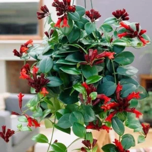 Lipstick Plant Mona Lisa Live Plant - 4-6