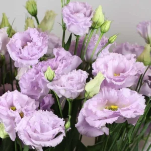 Lisianthus Lilac Shade Live Starter Plant - 2-5
