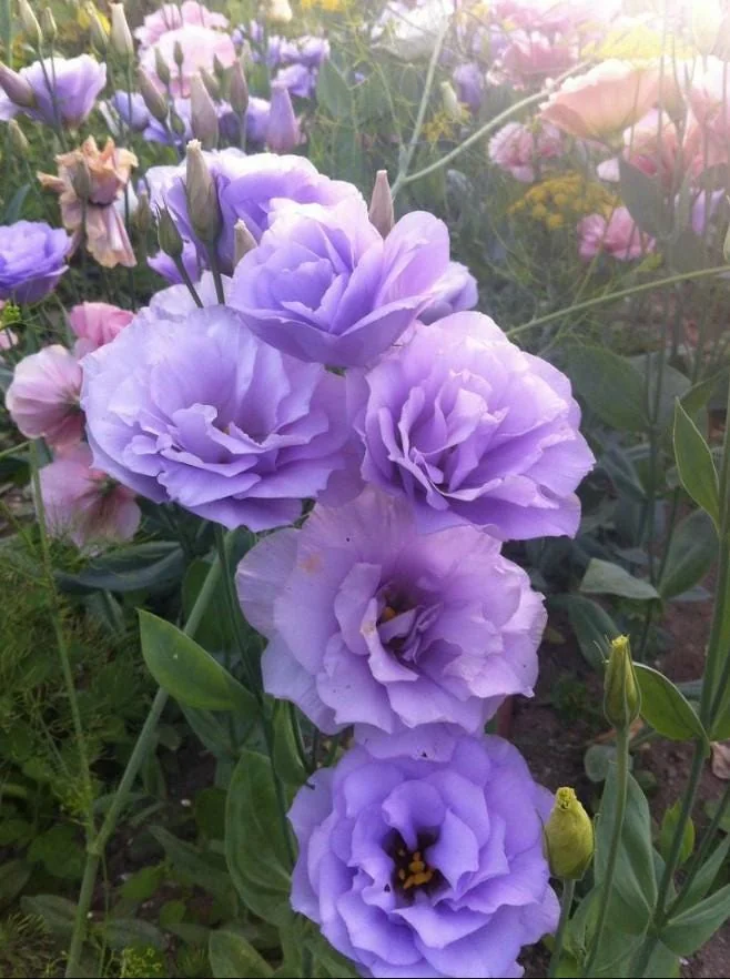 Lisianthus Lilac Shade Live Starter Plant - 2-5" Tall, 2" Pot - Eustoma Flower for Cottage Garden - Image 1