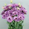 Lisianthus Lilac Shade Live Starter Plants Set of 2, 2-5" Tall in 2" Pot, Eustoma Flower - Image 1
