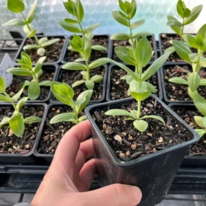 Lisianthus Lilac Shade Live Starter Plants Set of 2, 2-5