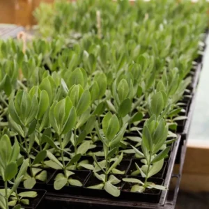 Lisianthus Lilac Shade Live Starter Plants Set of 2, 2-5