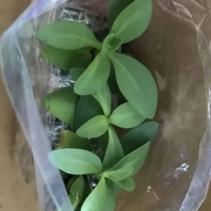 Lisianthus Lilac Shade Live Starter Plants Set of 2, 2-5