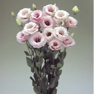 Lisianthus Live Plant Plug - 'Rose Without Thorns' Starter for Garden & Floral Arrangements - Image 10