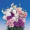 Lisianthus Live Plant Plug - 'Rose Without Thorns' Starter for Garden & Floral Arrangements - Image 1
